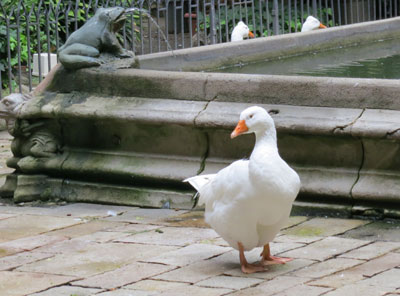 barcelonaduck