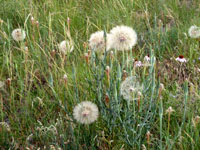 dandelions.jpg