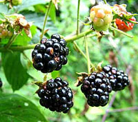 blackberries.photo.jpg