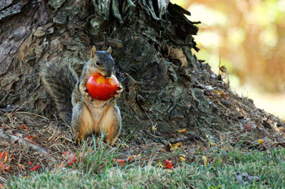 Squirrel eating tomatoes