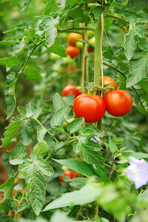 tomato-plant