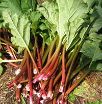 rhubarb.jpg