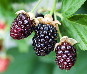 blackberry eating