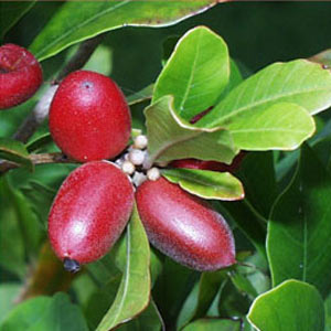 miracle-berry-fruit.jpg