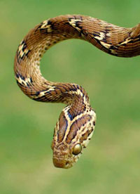 catsnake3.jpg