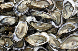 oyster_0806.jpg