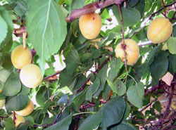 close-apricots-web.jpg