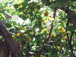 A Tree Grows in Mid-City