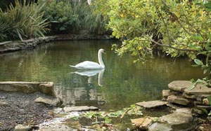 swanpond