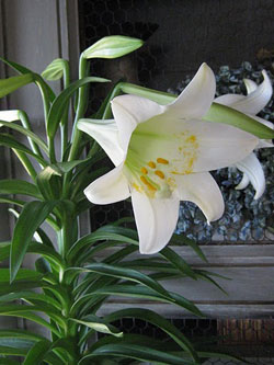 lilies2