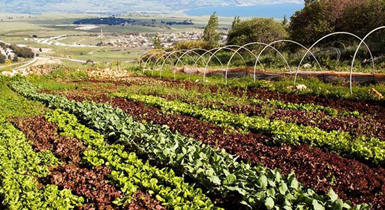 israeli hotel gardens