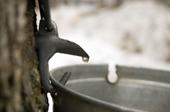 sap-bucket.jpg