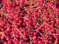 redcurrants.jpg