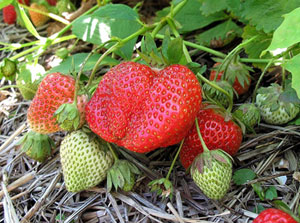 strawberryfarm.jpg