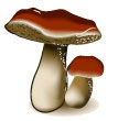 mushroom.jpg