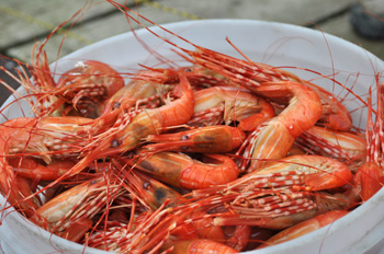 shrimp.jpg