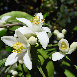 Orange Blossom