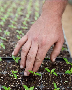 pepperplants