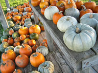 pumpkins_on_the_stand.jpg