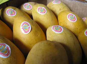 casemangoes