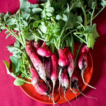 ripe radishes