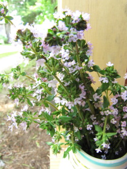 thyme2.jpg