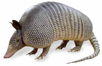 armadillo-01.jpg