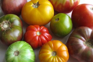 Tomatoes: The Fruits and Labors of My Love