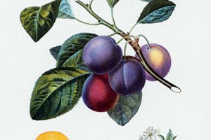 Bring on the Plums: Poems About Food