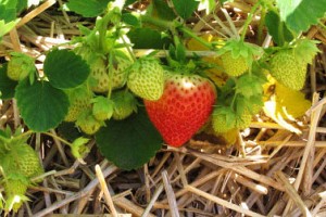 Desperately Seeking Strawberries
