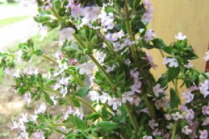 My Favorite Herb of all Time is Thyme