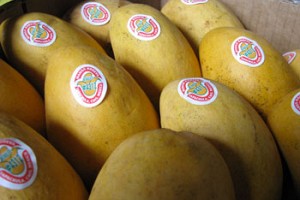 You Can Make a Lot of Salsa with a Case of Mangoes