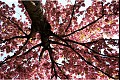 Flora03
