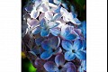 Flora04