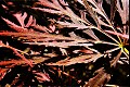 Flora05