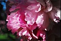 Flora08
