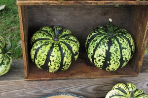 Squish-Squash: A So-So Day in the Test Kitchen