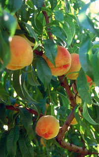 blog-peaches.jpg
