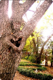 heart_tree1327423453.png