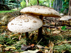 Mushroom Picnic