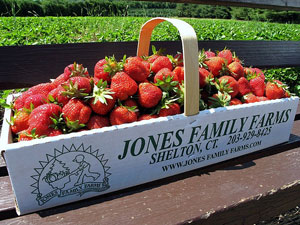 strawberryfarm3.jpg