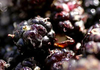 In Season - persian mulberries