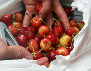 ranier-cherries.jpg