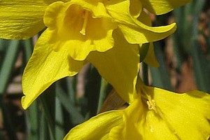 Daffodils