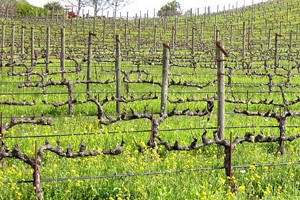 Off Season in the Sonoma Wine Country