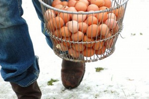 The Business of Eggs