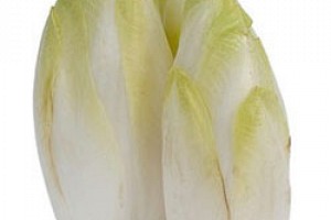 In Season - Endive