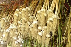 Garlic, Garlic