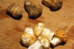 In Season: October - Matsutake Mushrooms