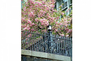 Springtime in New York